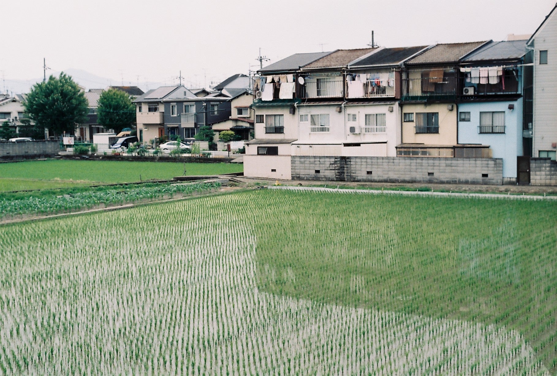 A scenic view of Japanese residential houses next to a green rice field under an overcast sky.