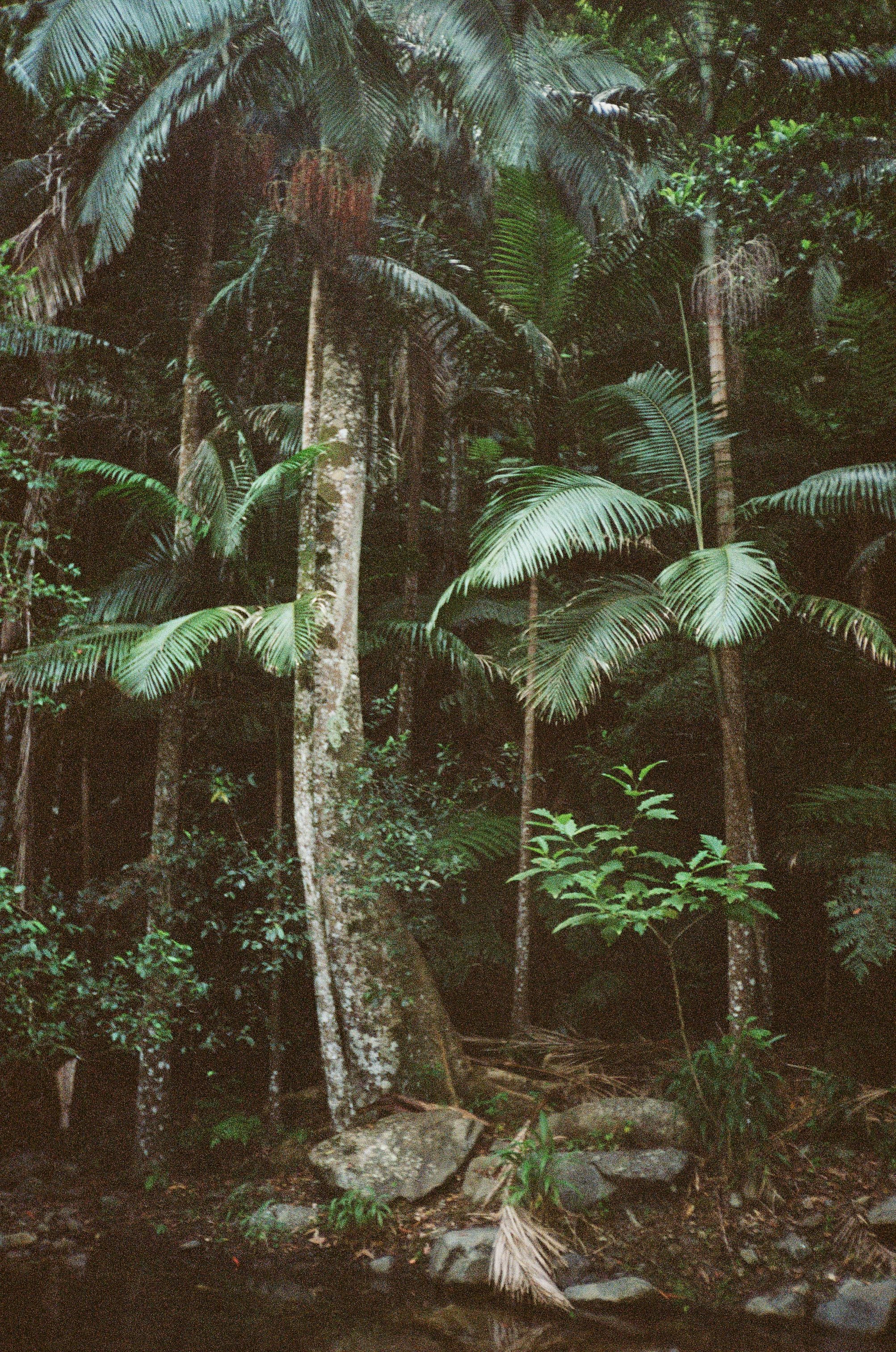 Tropical forest with dense green foliage and a fallen tree.
