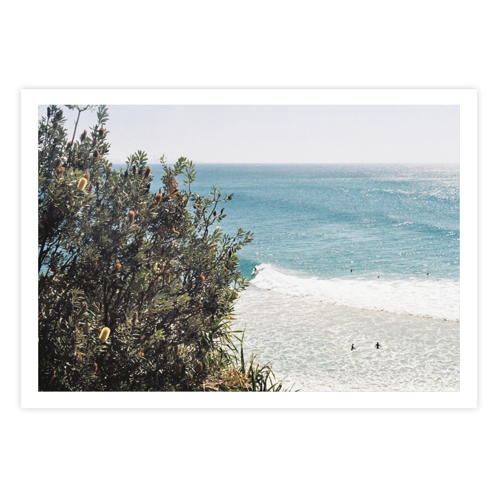 Through the Banksia